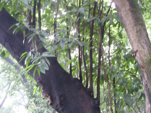 An interesting limb dorsal growth pattern.